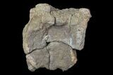 Bargain, Fossil Hadrosaur Dorsal Vertebra - Aguja Formation #116586-2